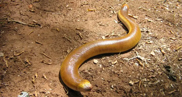 Giant Amphisbaenian (Amphisbaena alba)