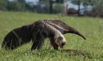 giant anteater