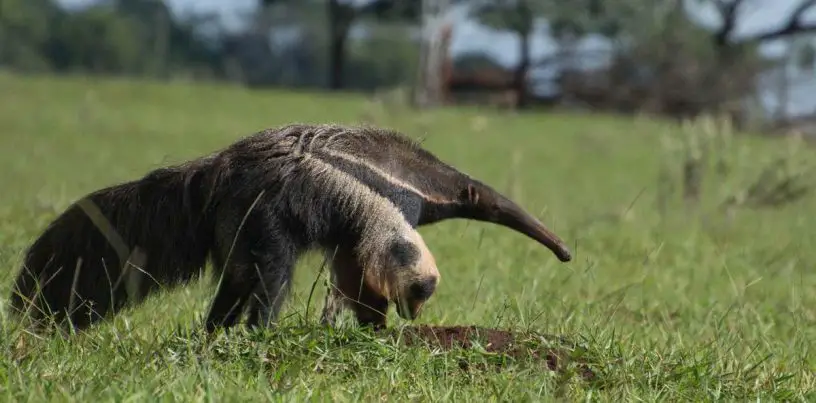 giant anteater