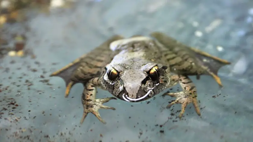 Aussie Ark Frog Breeding Success