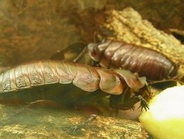 Giant Burrowing Cockroach