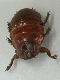 Giant Burrowing Cockroach