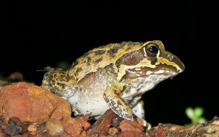 Giant Frog (Ranoidea australis)