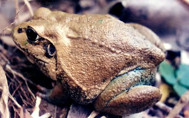 Giant Frog (Ranoidea australis)