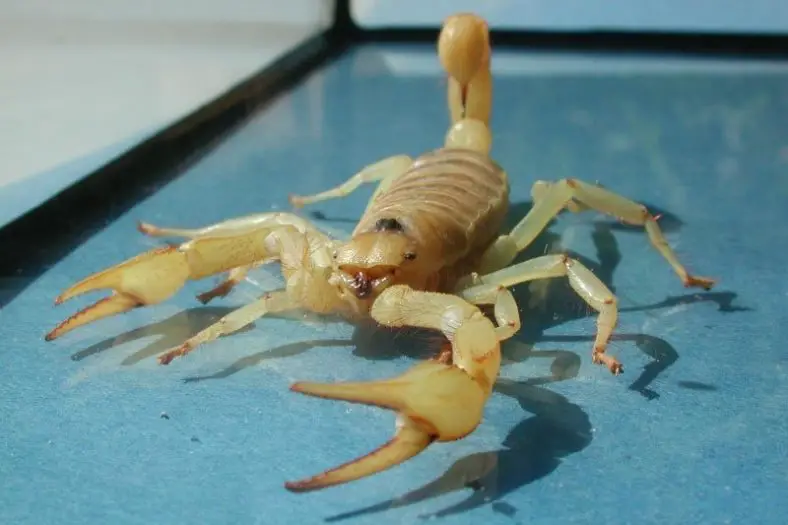 Desert Scorpion or Giant Hairy Scorpion
