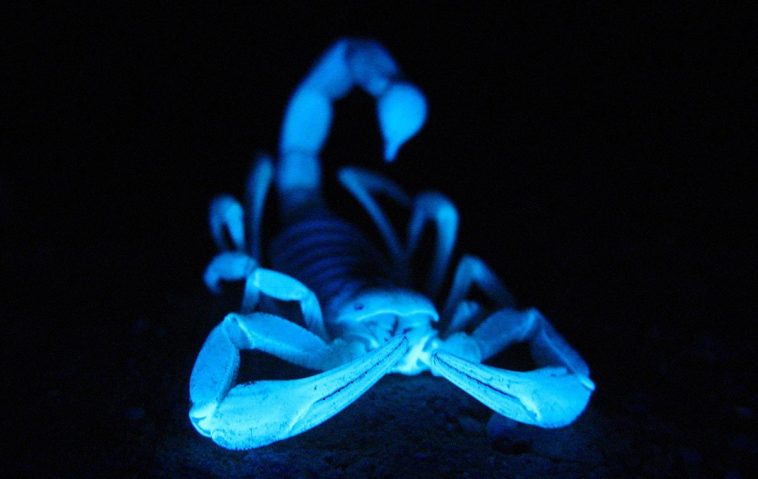 Desert Scorpion or Giant Hairy Scorpion