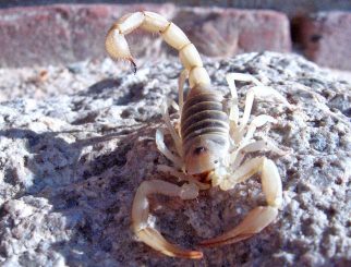 Desert Scorpion or Giant Hairy Scorpion