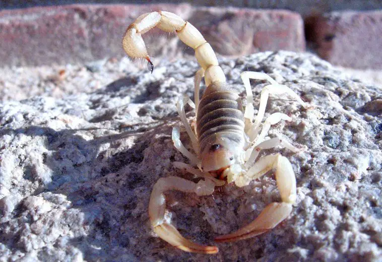 Desert Scorpion or Giant Hairy Scorpion