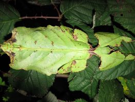 giant leaf insect