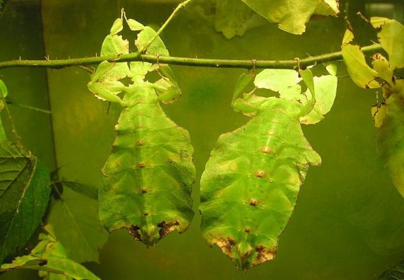 giant leaf insect