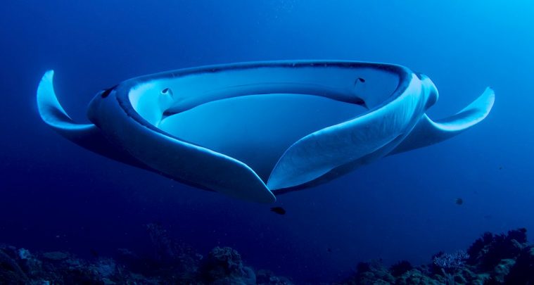 Giant Oceanic Manta Ray (Mobula birostris)