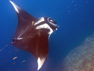 Giant Oceanic Manta Ray (Mobula birostris)