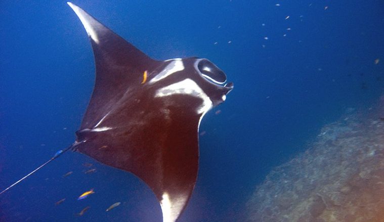 Giant Oceanic Manta Ray (Mobula birostris)