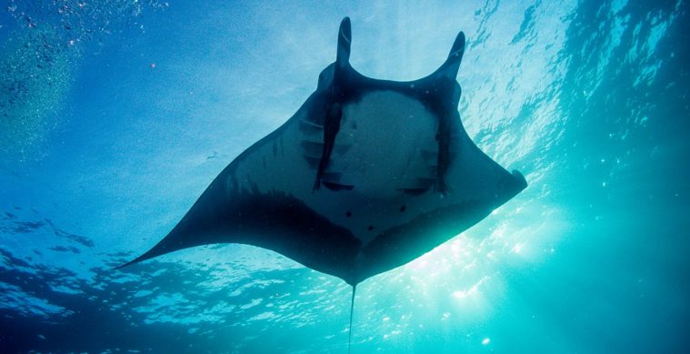 Giant Oceanic Manta Ray (Mobula birostris)