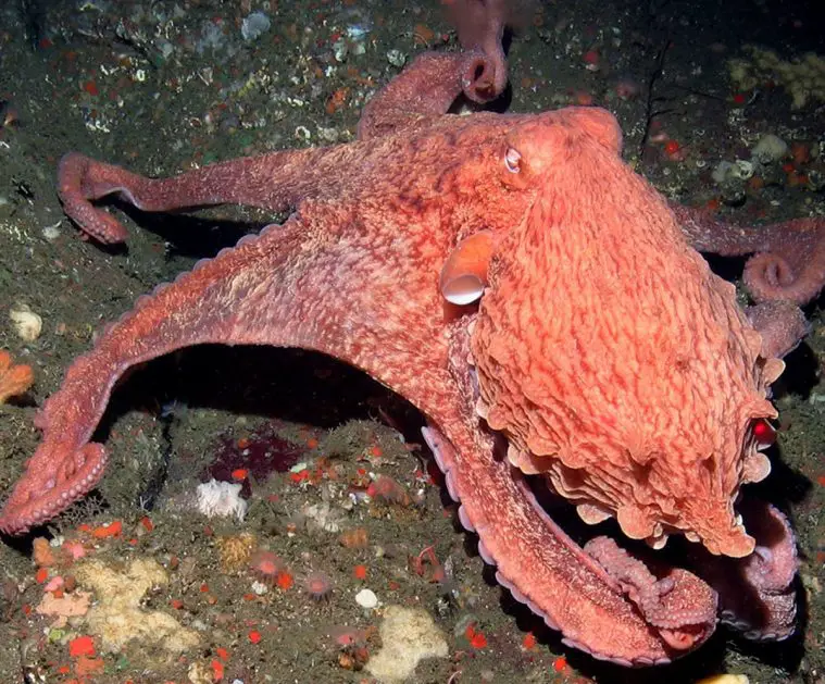 Giant Pacific Octopus (Enteroctopus dofleini)