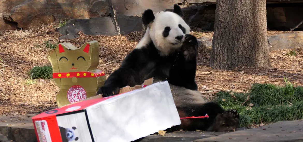 Giant Panda Birthday Party at Adelaide Zoo