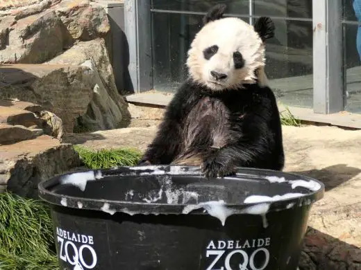 Giant Panda Birthday Party at Adelaide Zoo