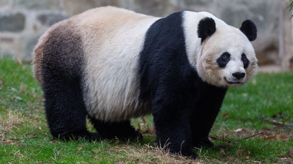 giant panda smithsonian national zoo