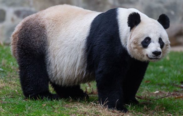 giant panda smithsonian national zoo