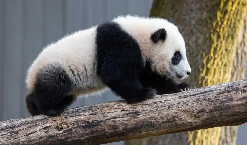 Giant Panda Cub Xiao Qi Ji Outside