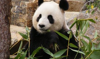 Giant Panda