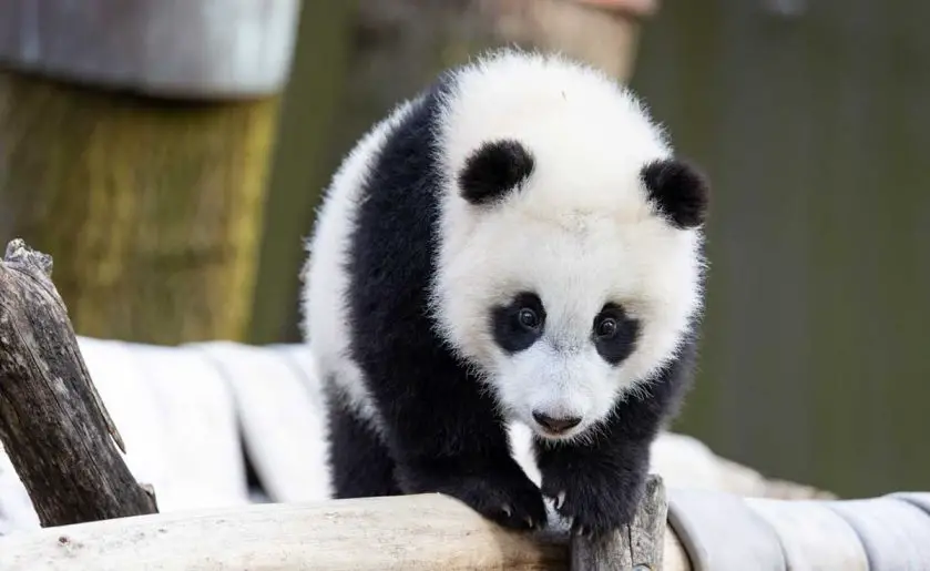 Giant Panda Cub Xiao Qi Ji Outside