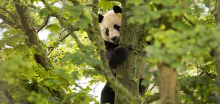 Edinburgh Zoo Panda Pair Returning to China in December | The Animal Facts