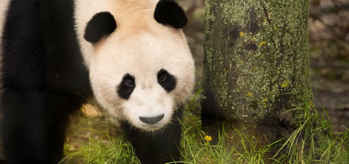 Edinburgh Zoo Giant Pandas Returning to China