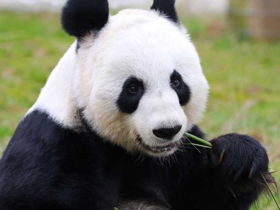 Edinburgh Zoo Giant Pandas Returning to China