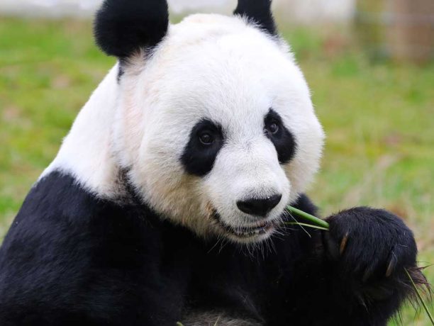 Edinburgh Zoo Giant Pandas Returning to China