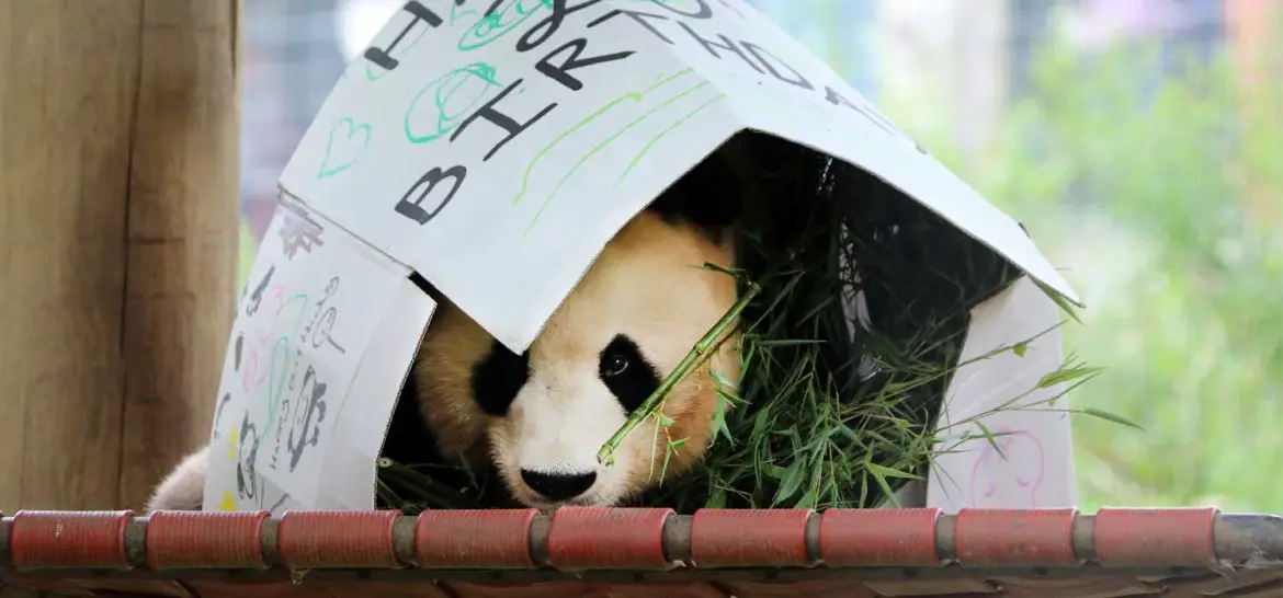 Giant Panda Yang Guang Birthday at RZSS Edinburgh Zoo