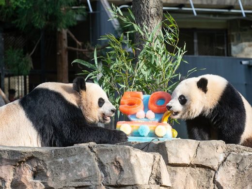 Giant Panda Celebration Smithsonian's National Zoo