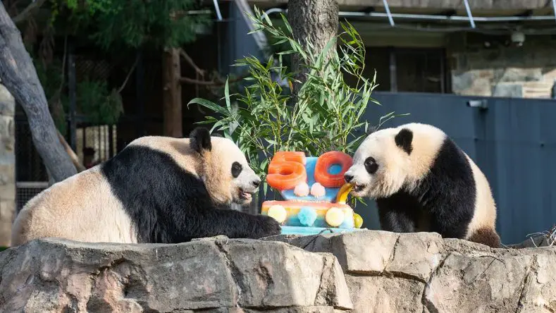 Giant Panda Celebration Smithsonian's National Zoo
