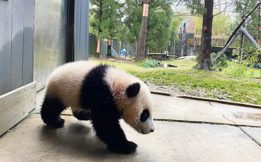 giant panda cub smithsonian national zoo