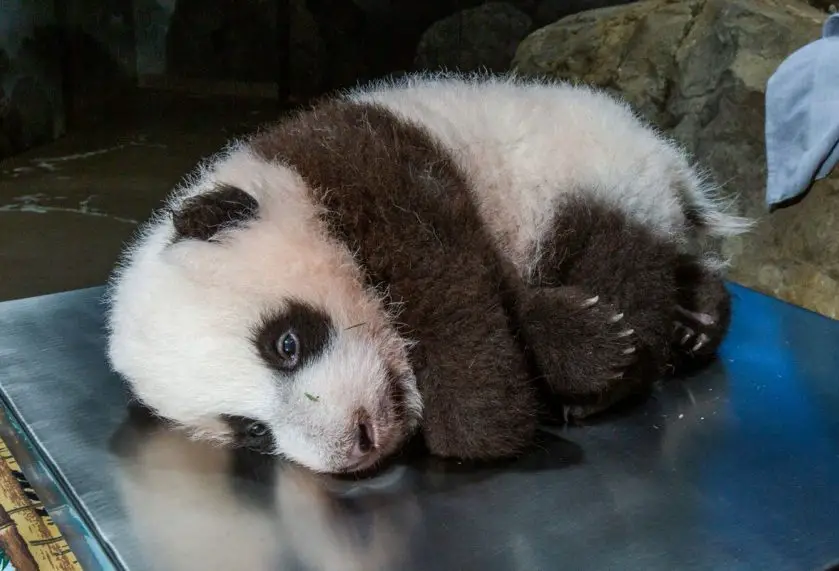 giant panda cub smithsonian's national zoo