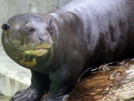 giant otter
