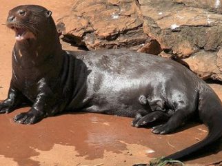 giant otter