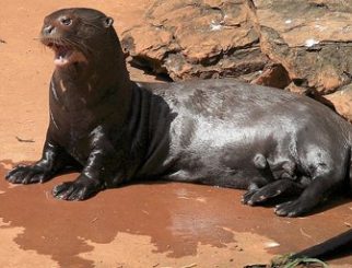 giant otter