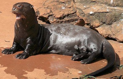 giant otter