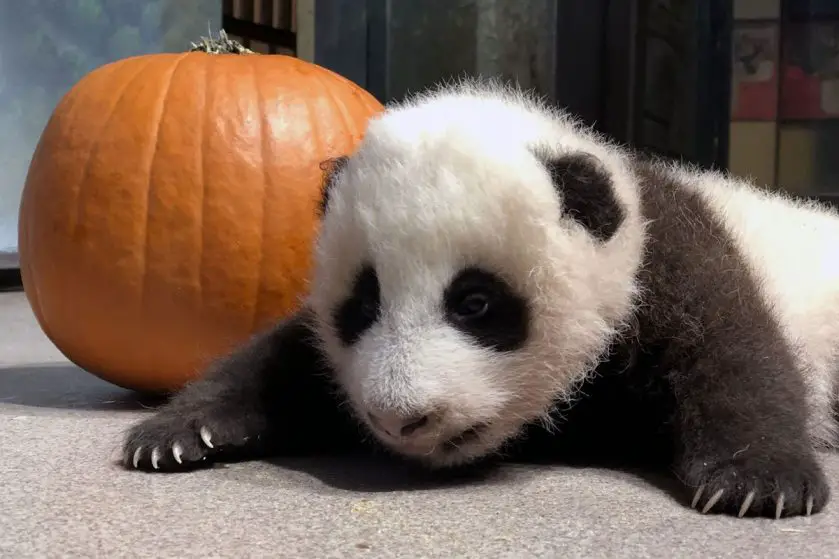 giant panda cub pumpkin