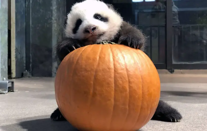 giant panda cub pumpkin