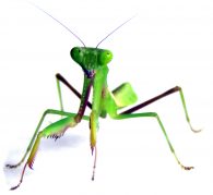 Giant rainforest mantis