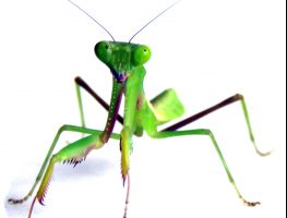Giant rainforest mantis