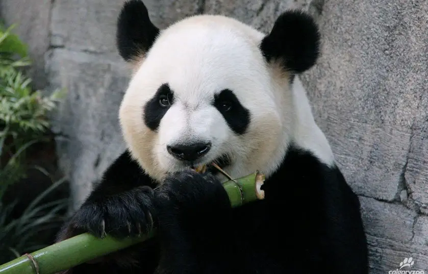 calgary zoo giant pandas