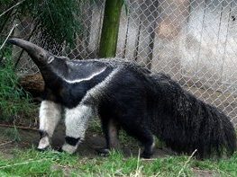 anteaters