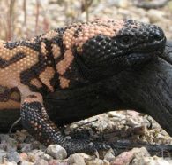 Gila Monster