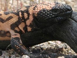 Gila Monster