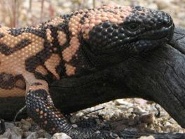 Gila Monster
