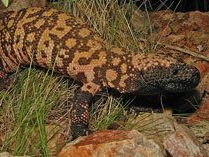Gila Monster