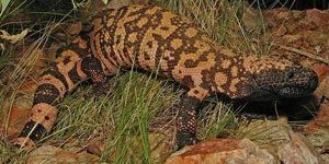 Gila Monster